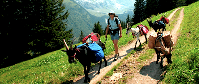 Lustiges Wandern mit Ziegen