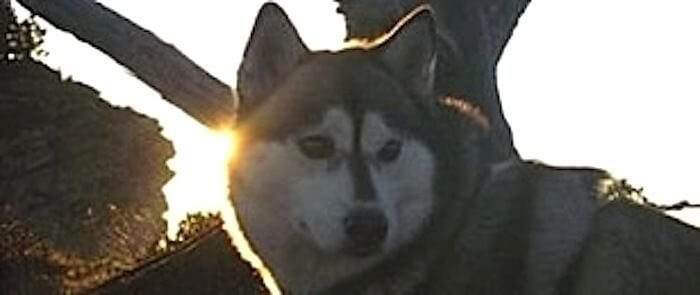 Vollmond Huskytour - Berner Oberland