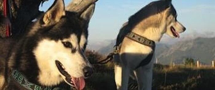 Husky Trekking übers Weekend - Berner Oberland