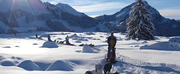 Husky Schlittenfahrt zum selber Lenken - Tagestour