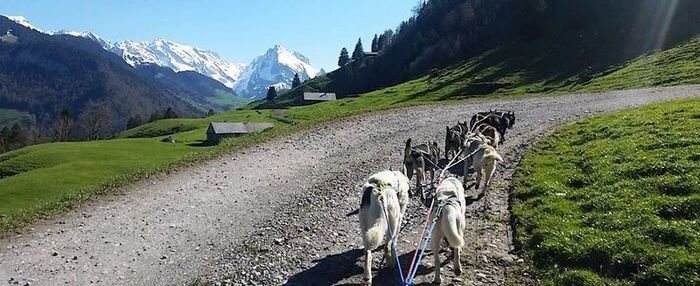 Husky Wagentour im Toggenburg